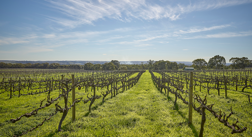 Wines by Geoff Hardy Vineyard